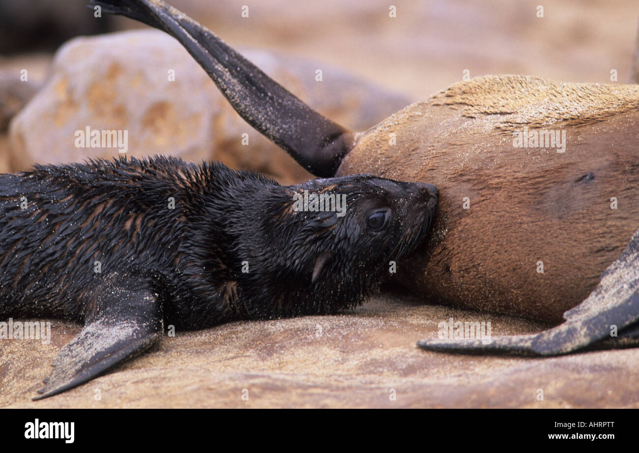 South African Cape Fur Seal Pup Spanferkel, Arctocephalus percivali, Cape Cross Brutkolonie, Namibia Stockfoto