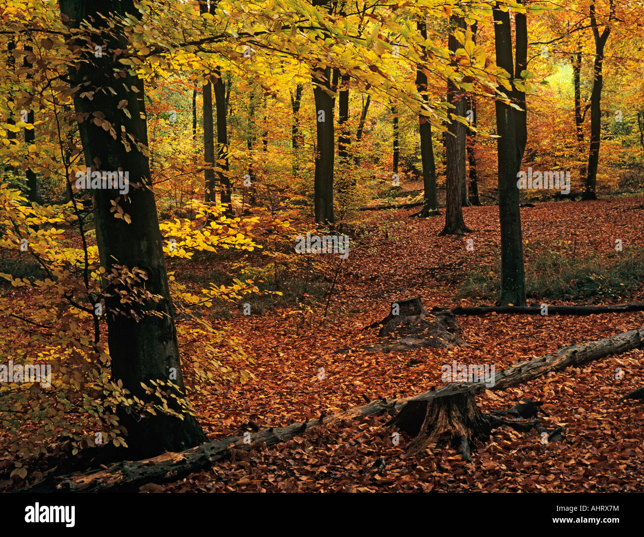 Native Buche Fagus sylvatica Bäume mit Herbstlaub im November bei Alice holt Forest Park Wald. Bentley Hampshire England Großbritannien Großbritannien Stockfoto