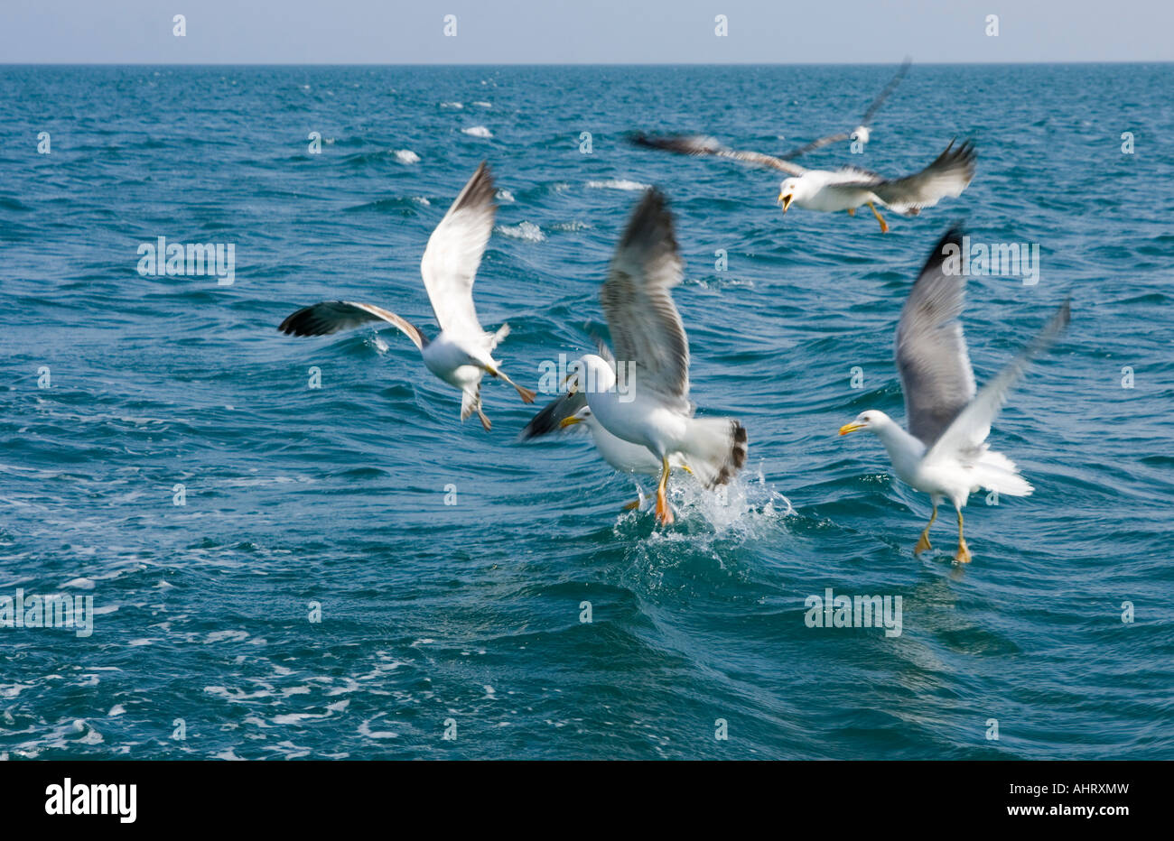 Möwen fangen Fische in der Nähe von Kaliakra Kap, Schwarzes Meer, Balkan, Bulgarien Stockfoto