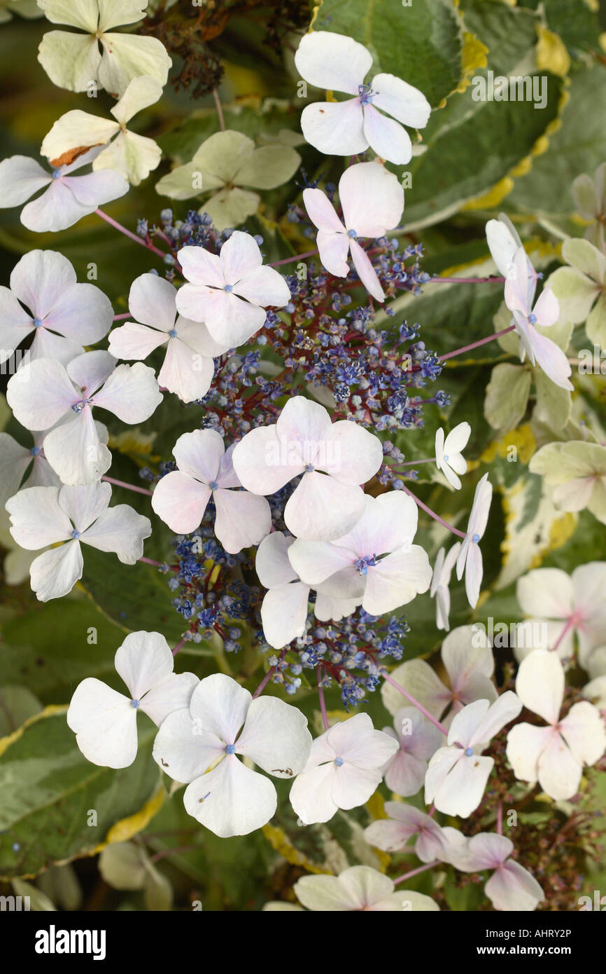Hydrangea Serrata Trikolore als Spitzenhäubchen blaue Blume Herbst September bekannt Stockfoto