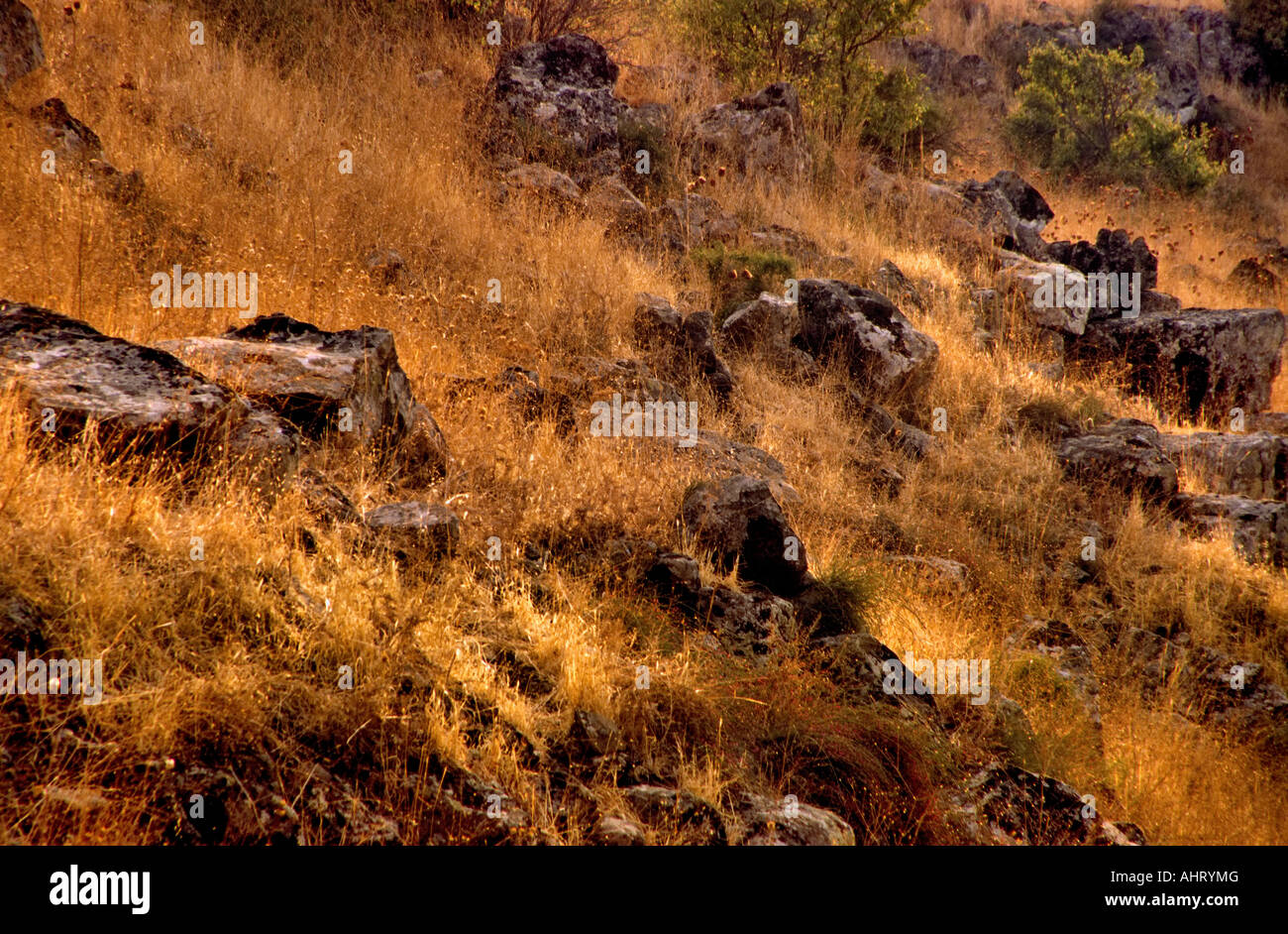 Golanhöhen, Israel. Steinen und trockenen Felder leuchten unter der untergehenden Sonne.  Die ursprüngliche Version ist Ref.  AHT9PP Stockfoto