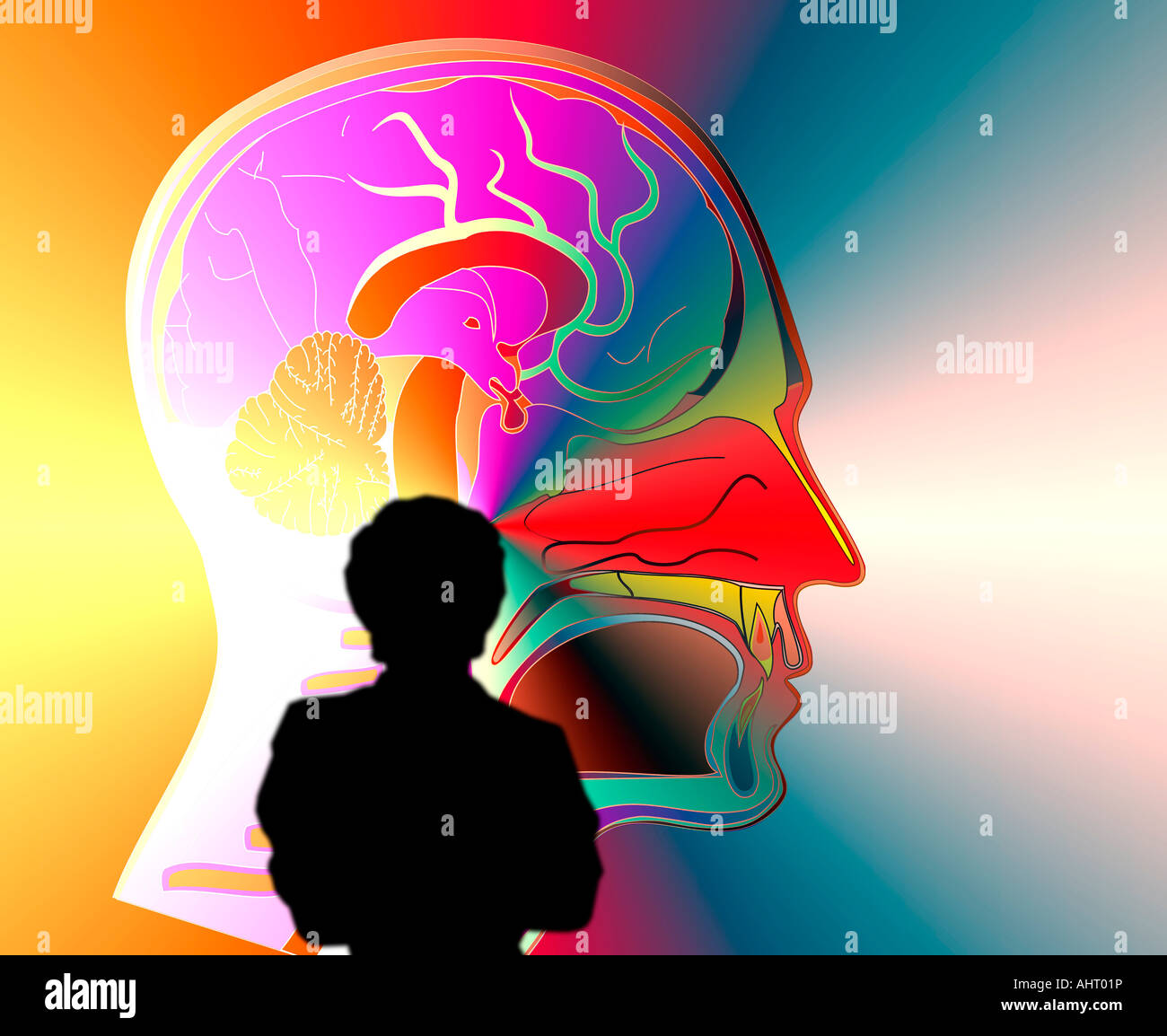 Arzt Untersuchung einer elektronischen Anzeige eines menschlichen Schädels Stockfoto