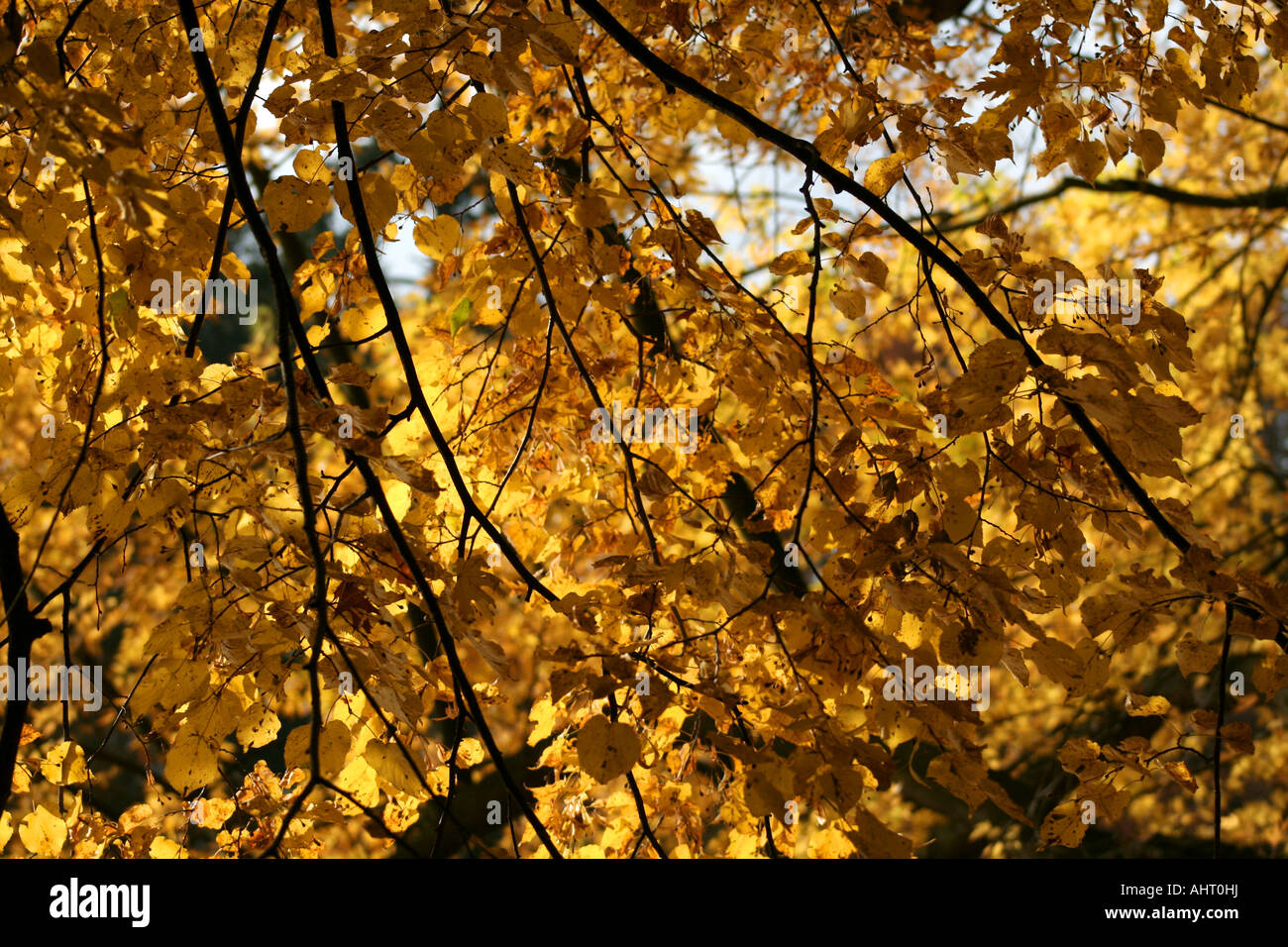 Goldene Herbstblätter, die von Sonnenlicht beleuchtet werden, schaffen eine warme und lebendige Atmosphäre mit komplexen Ästen in einer Waldlandschaft. Stockfoto