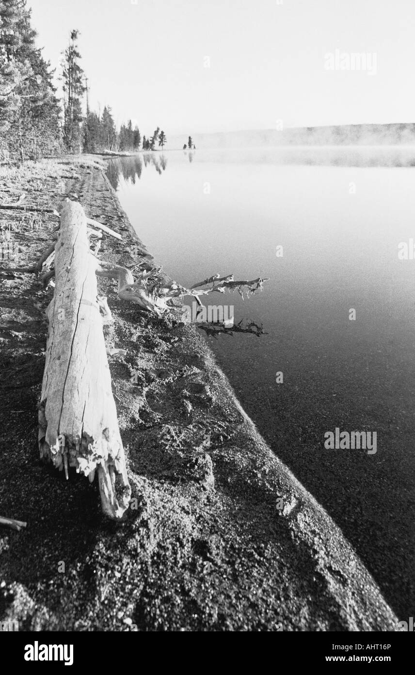 Yellowstone-Nationalpark, Wyoming, USA. Ein Protokoll auf der Shoshone nebligen Seeufer in den frühen Morgenstunden. Stockfoto