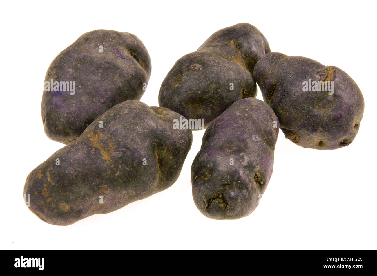 neue Art von Kartoffeln blaue Kartoffel Französisch Frankreich besondere Art schwarz Violett Noire schwarz Stockfoto