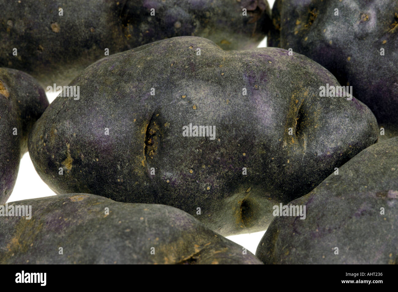 neue Art von Kartoffeln blaue Kartoffel Französisch Frankreich besondere Art Violett Noire schwarz Stockfoto
