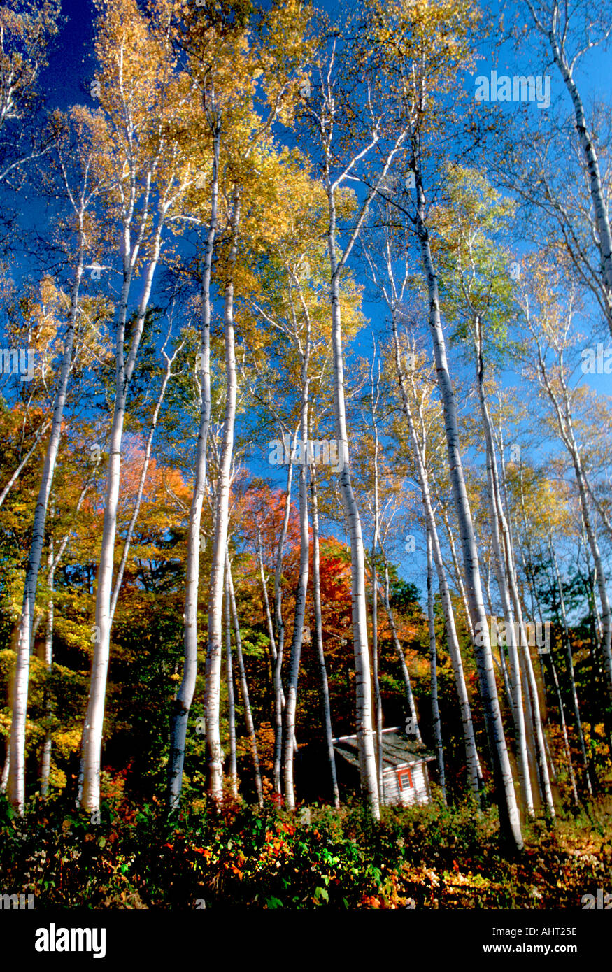 Ein Stand von weißen Birken im Herbst in Vermont Stockfoto