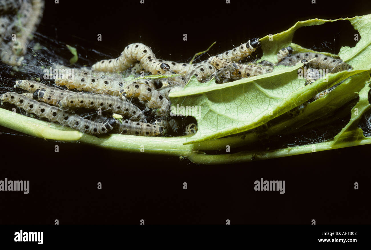 Die braun-angebundene Motte Raupe Euproctis Chrysorrhoea Raupen ernähren sich von wilden Liguster Norfolk UK Stockfoto