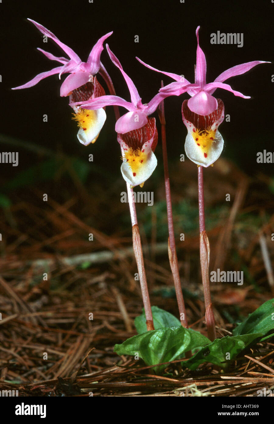 Michigan Trio von Calypso oder Fee Pantoffel Wildblumen Stockfoto