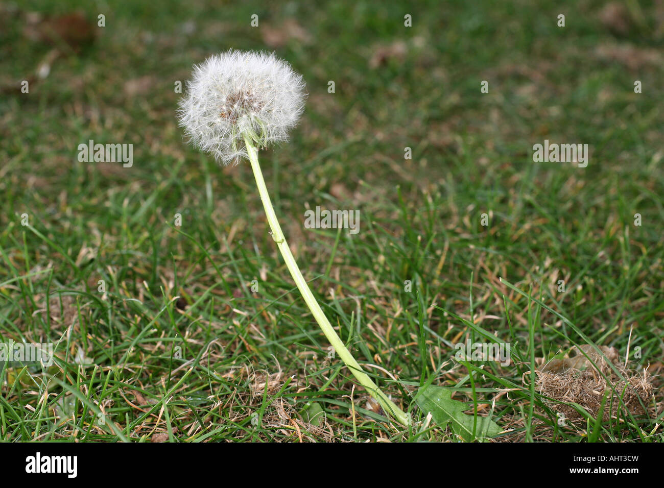 Löwenzahn Samen Kopf bereit, in einem Vorort Rasen Samen freizugeben. Stockfoto