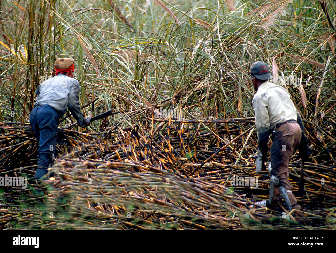 Ernte von Zuckerrohr in der Nähe von Lake Okeechobee Florida Stockfoto