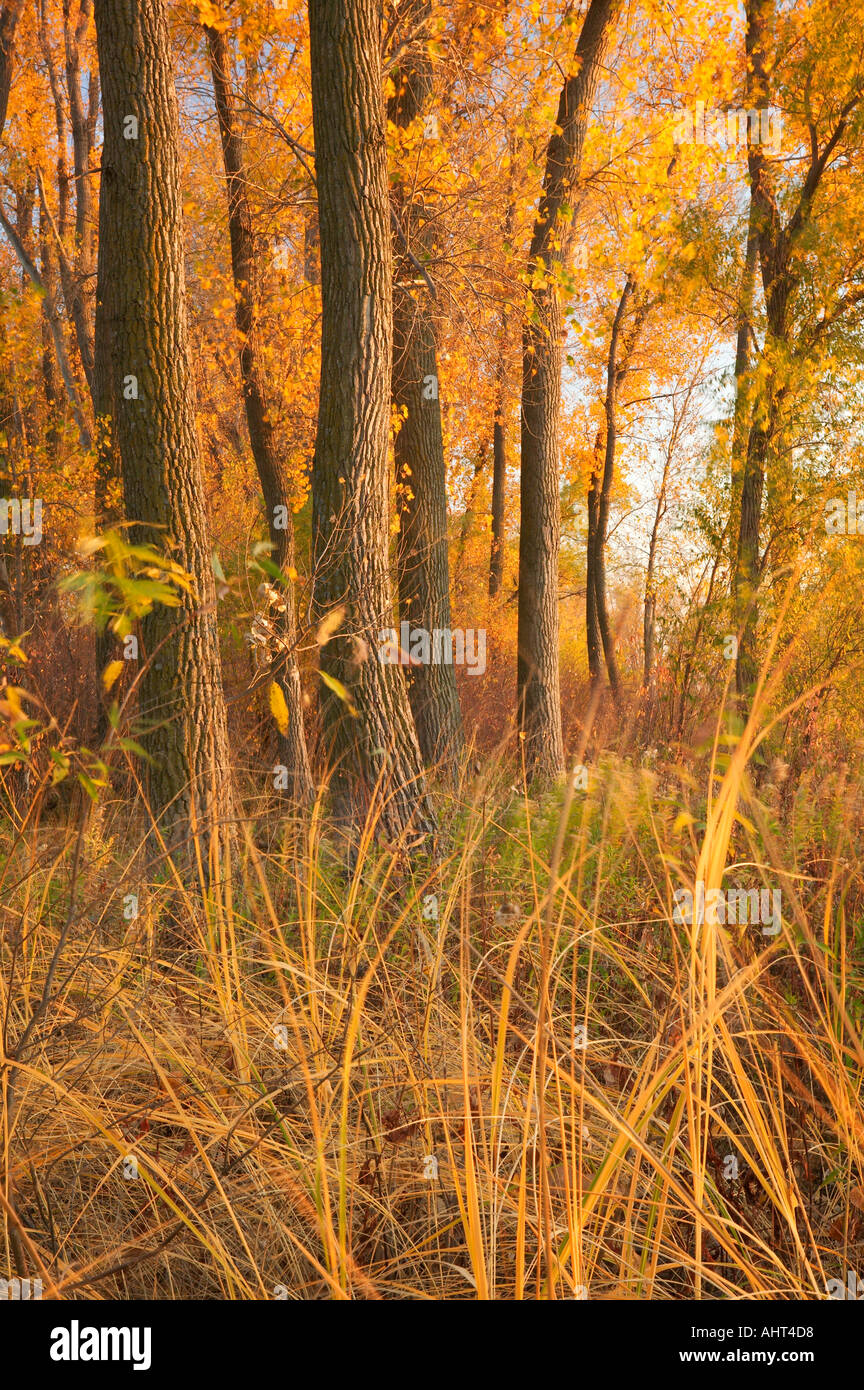 Auenwaldes, Round Lake, Iowa, USA Stockfoto