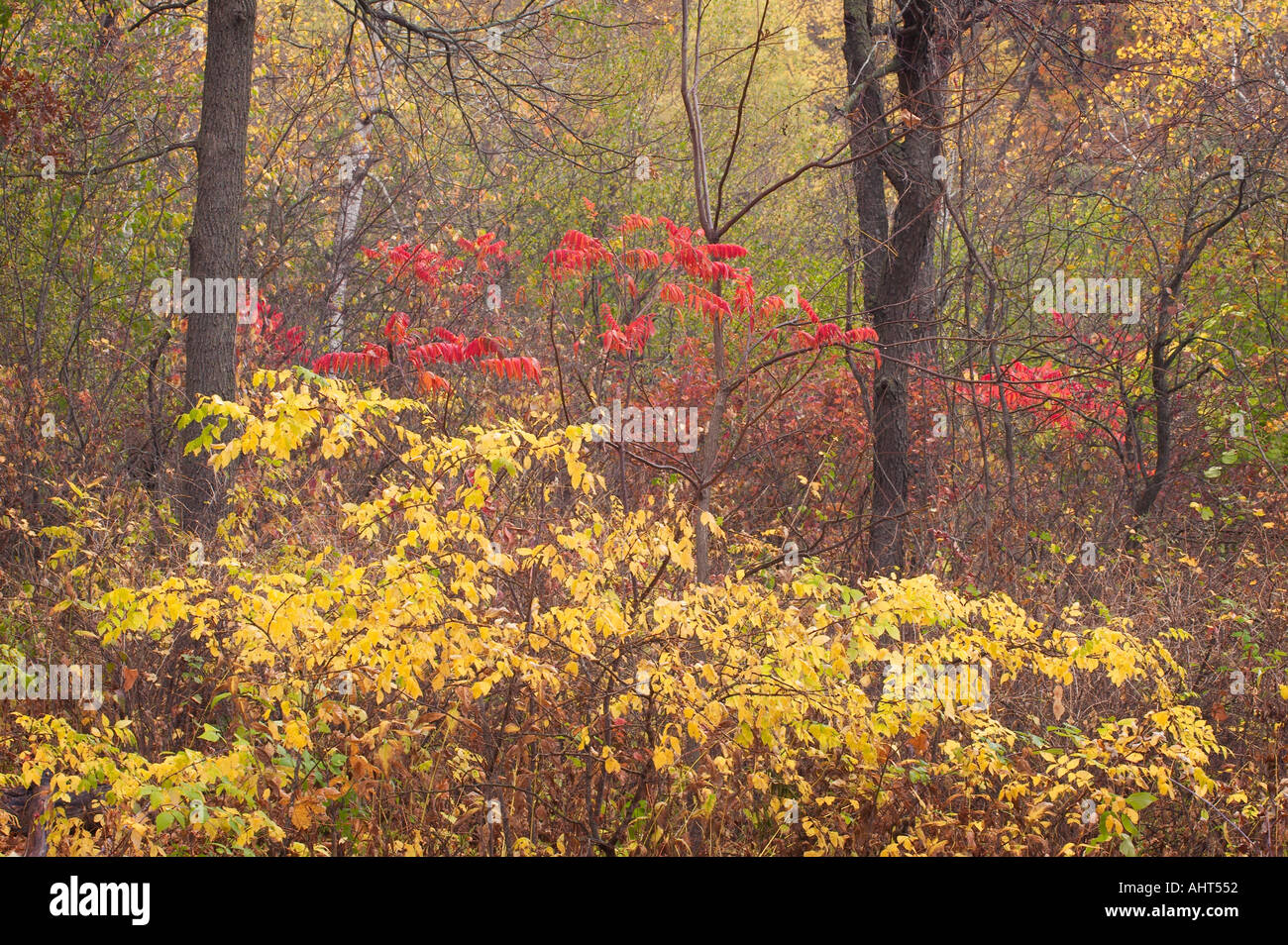 Herbstlaub, Pilot Knob State Park und Konserve, Iowa, USA Stockfoto