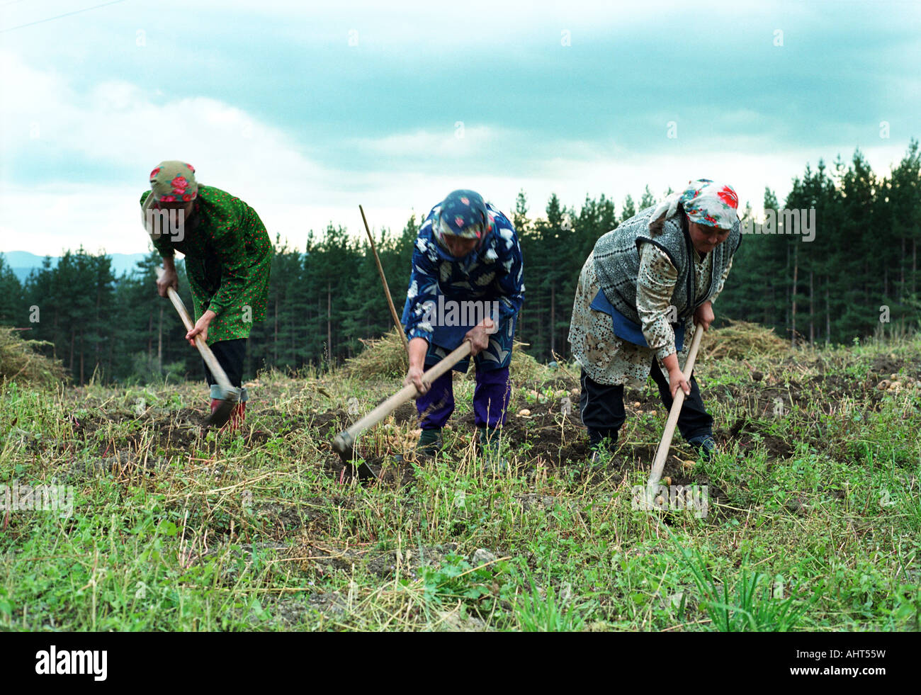 Muslimische Frauen während der Kartoffelernte, Bulgarien Stockfoto