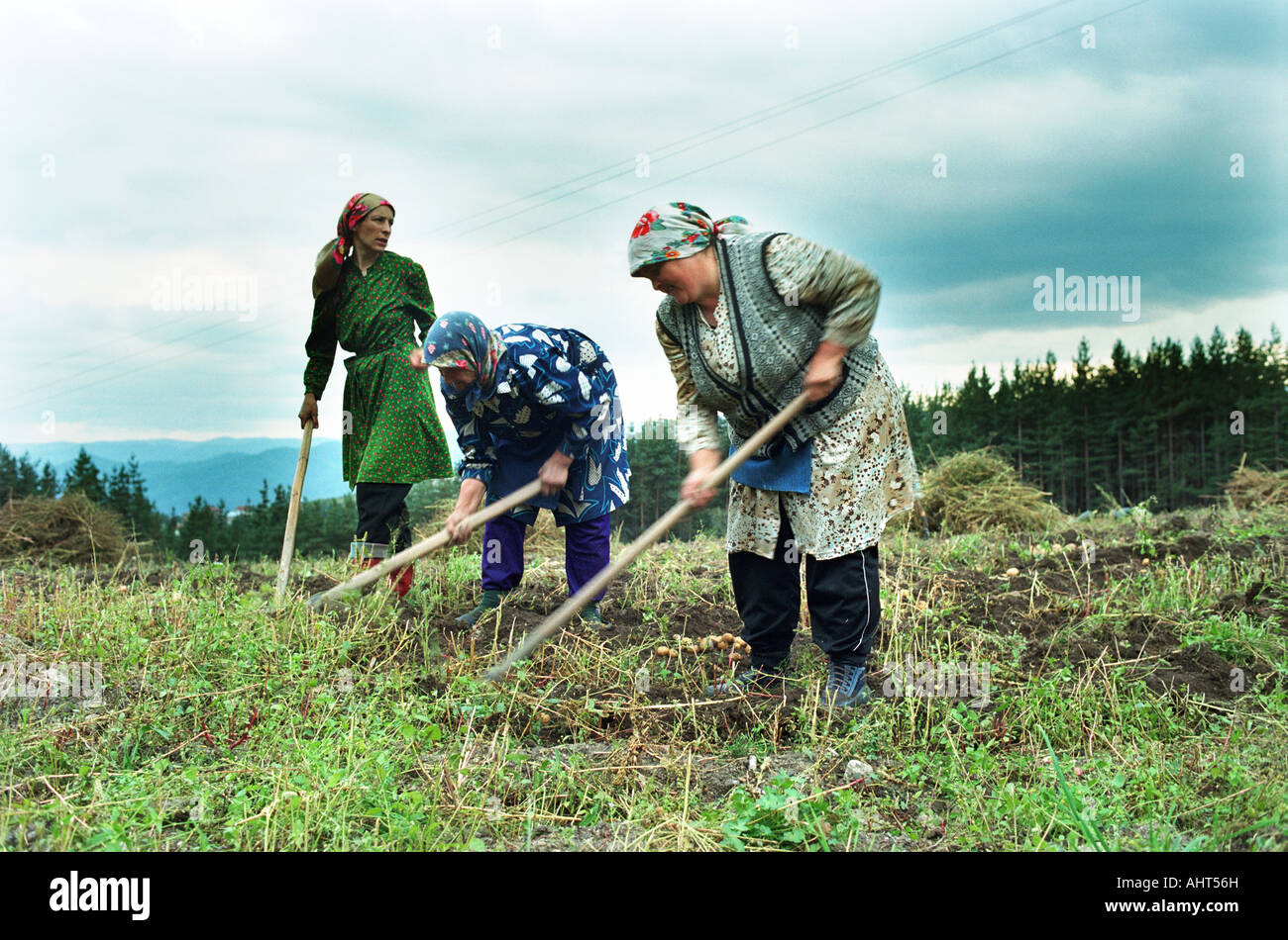 Muslimische Frauen während der Kartoffelernte, Bulgarien Stockfoto