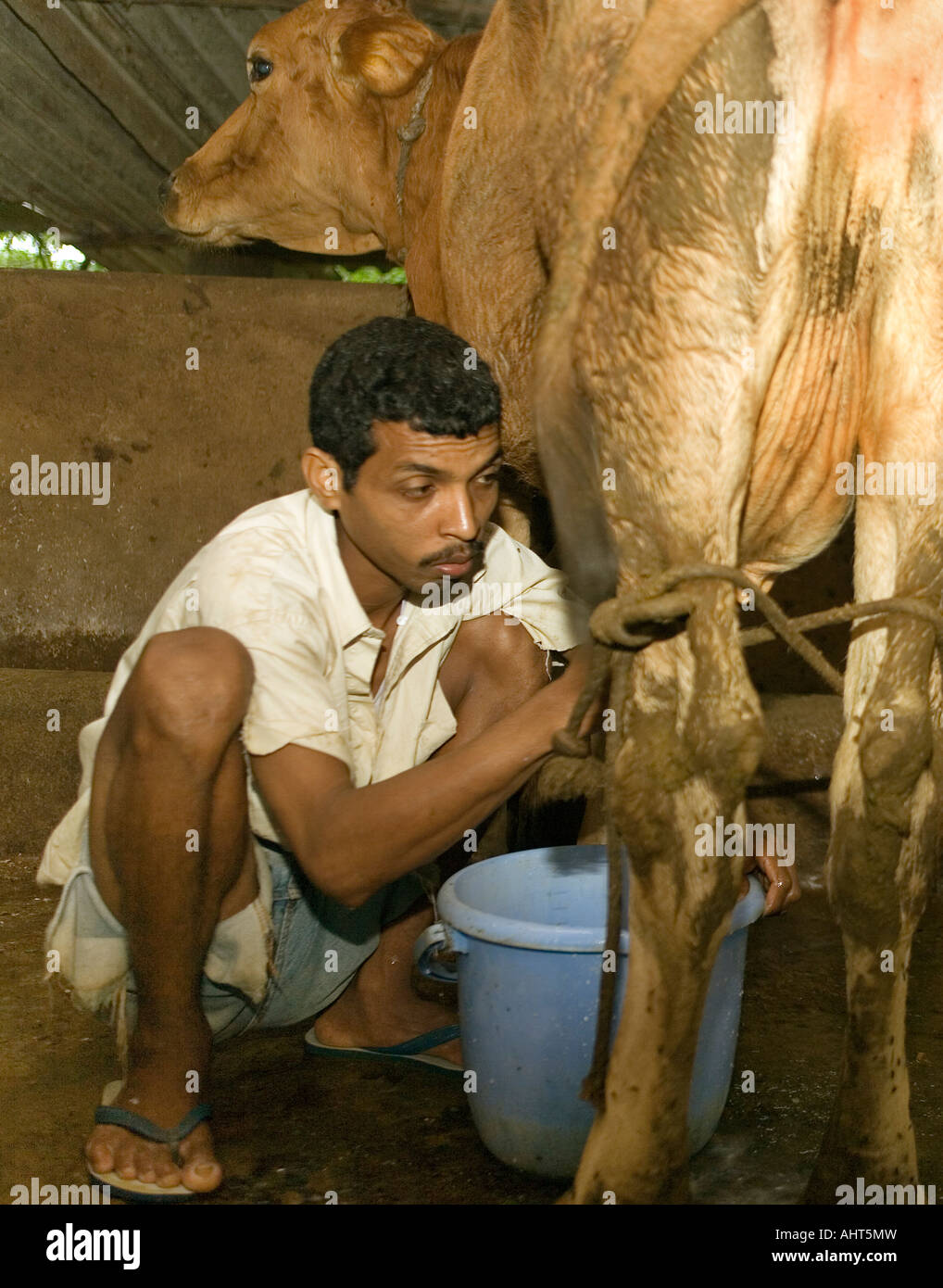 Migrationshintergrund Molkerei Arbeiter Hand-melkende Kuh in kleinem Maßstab Privatbesitz Milchviehbetrieb. Goa Indien Stockfoto