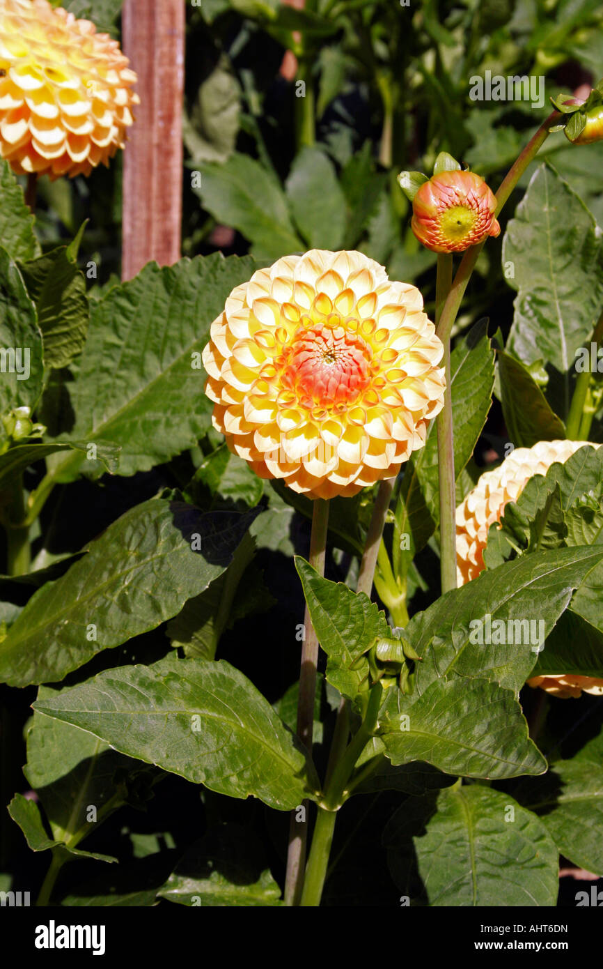 Gartenbau. dahlie Blyton weicher Glanz. asteraceae. compositae. Stockfoto