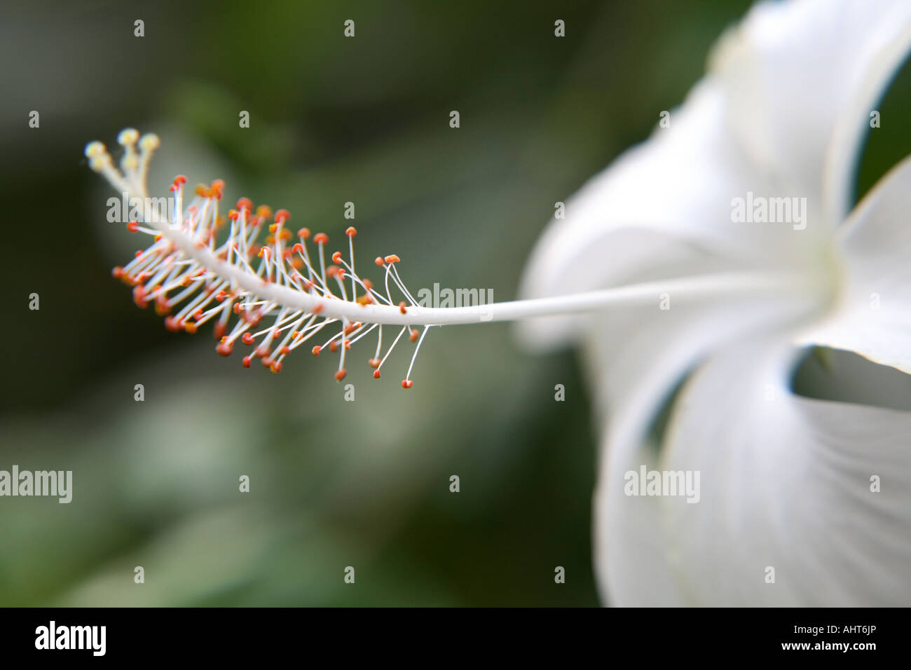Nahaufnahme der Staubblätter von einer weißen Blume, tropischen. Stockfoto