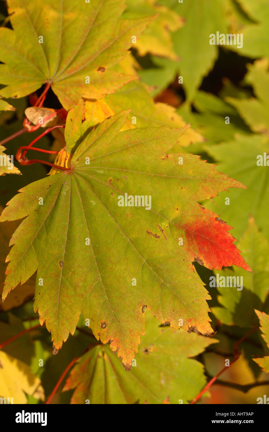 Herbstsaison Herbst Blatt gerade erst anfangen, von Grün auf rot wechseln Stockfoto