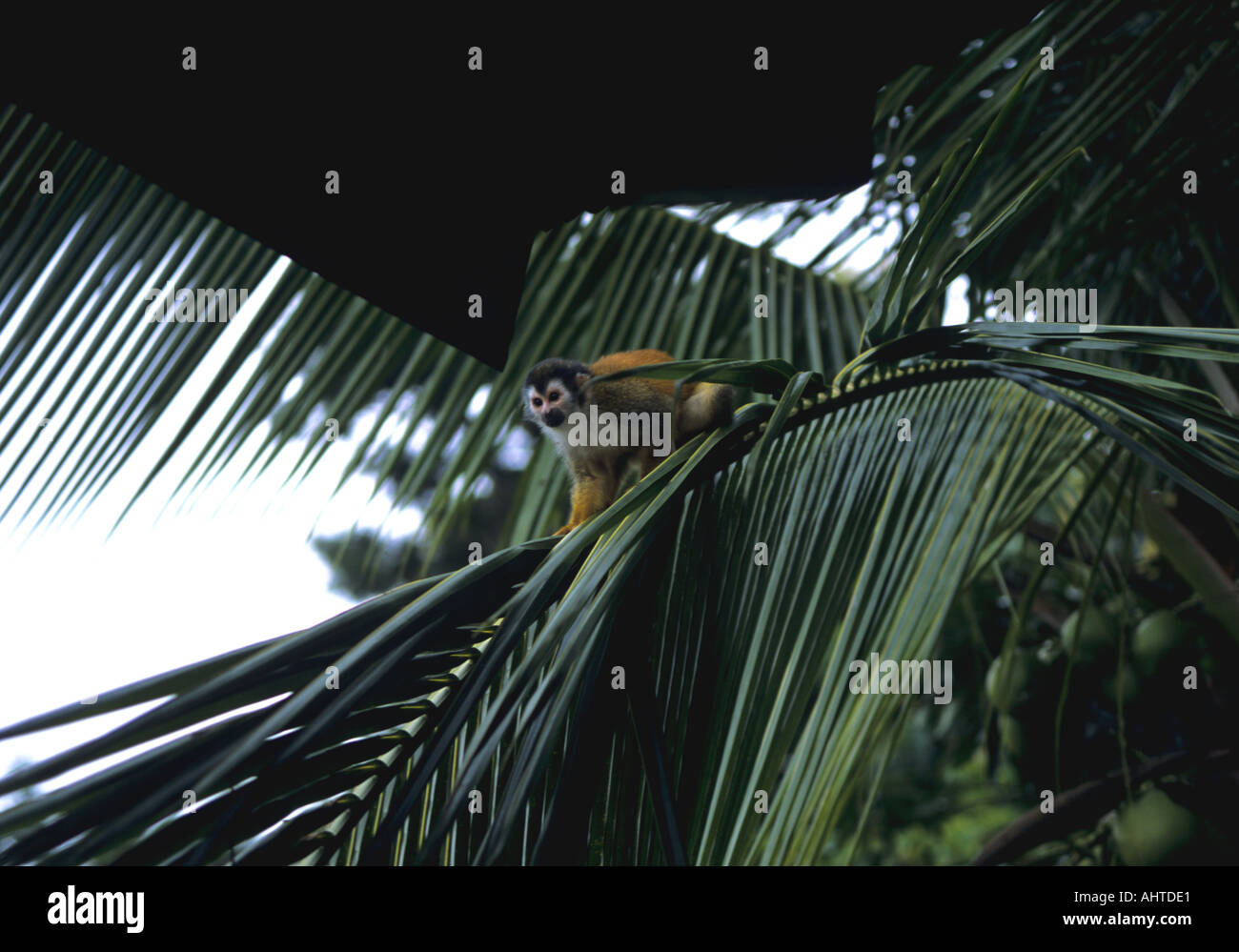 Auf einer Palme im Nationalpark MANUEL ANTONIO COSTA RICA August Red Backed Totenkopfaffen Saimiri Oerstedii stehend Stockfoto