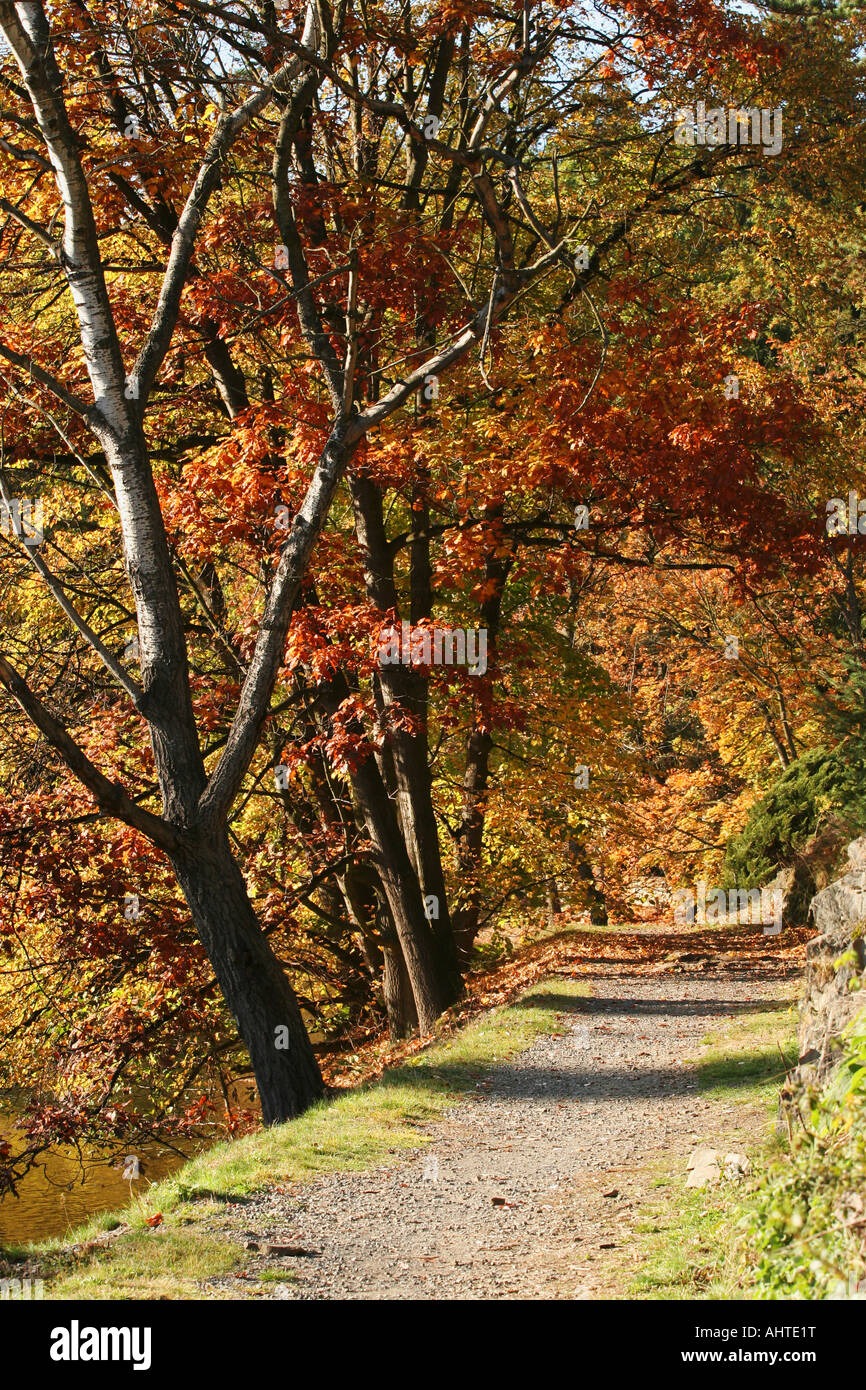 Ein ruhiger Waldweg umgeben von lebhaftem Herbstlaub mit goldenen und orangen Blättern an einem sonnigen Tag. Stockfoto