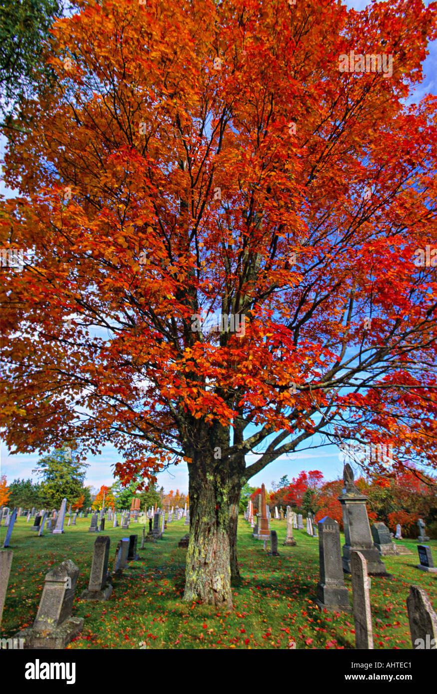 Friedhof und Ahorn Bäume 6 Stockfoto