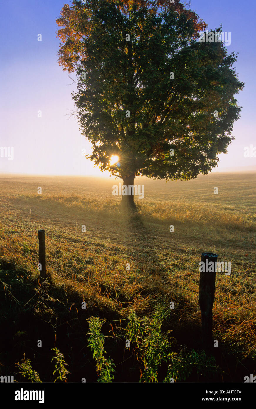Misty Meadow Ahorn 3 Stockfoto