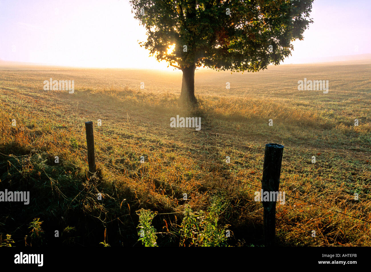Misty Meadow Ahornbaum Stockfoto