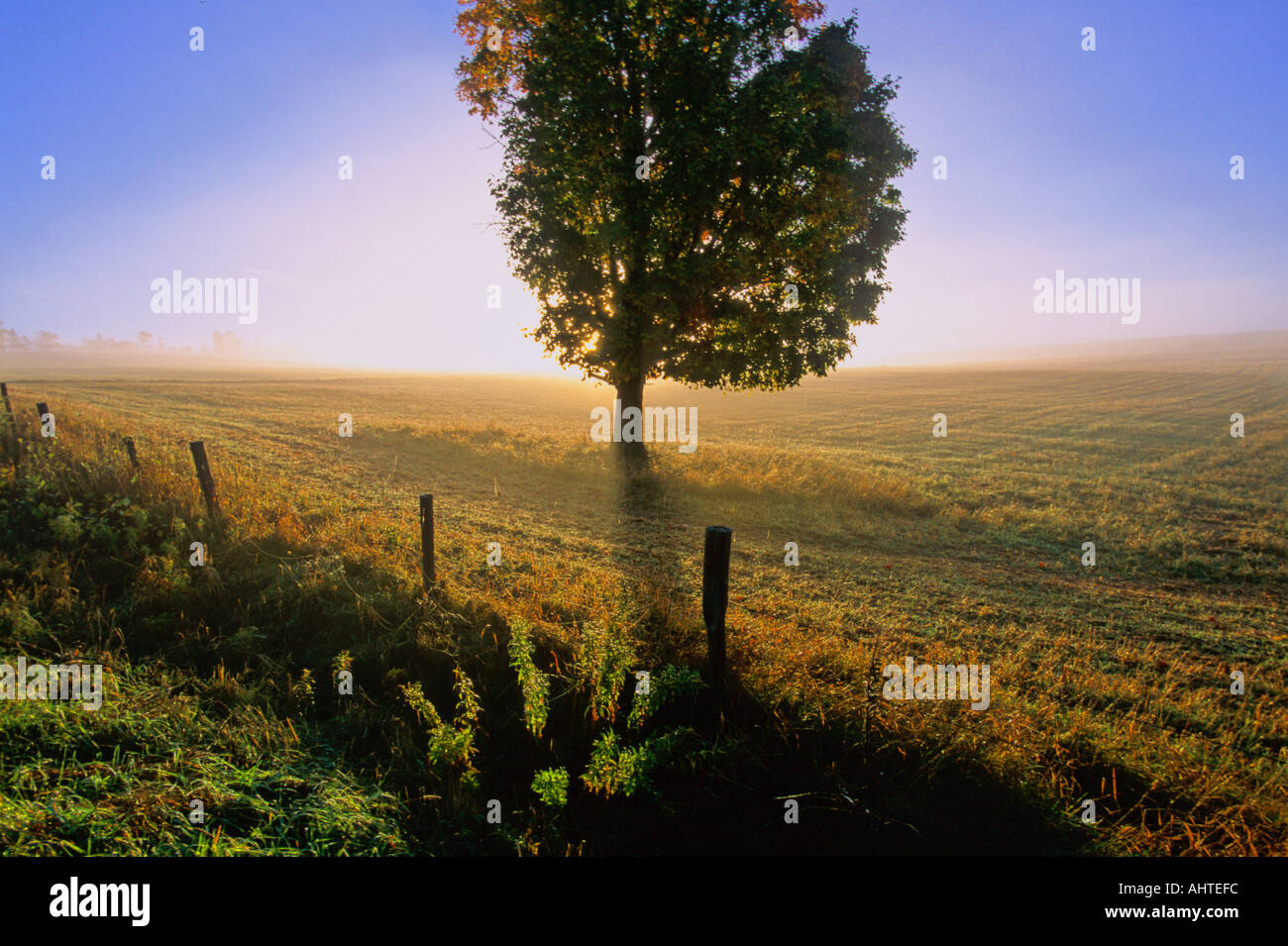 Misty Meadow Ahorn 4 Stockfoto