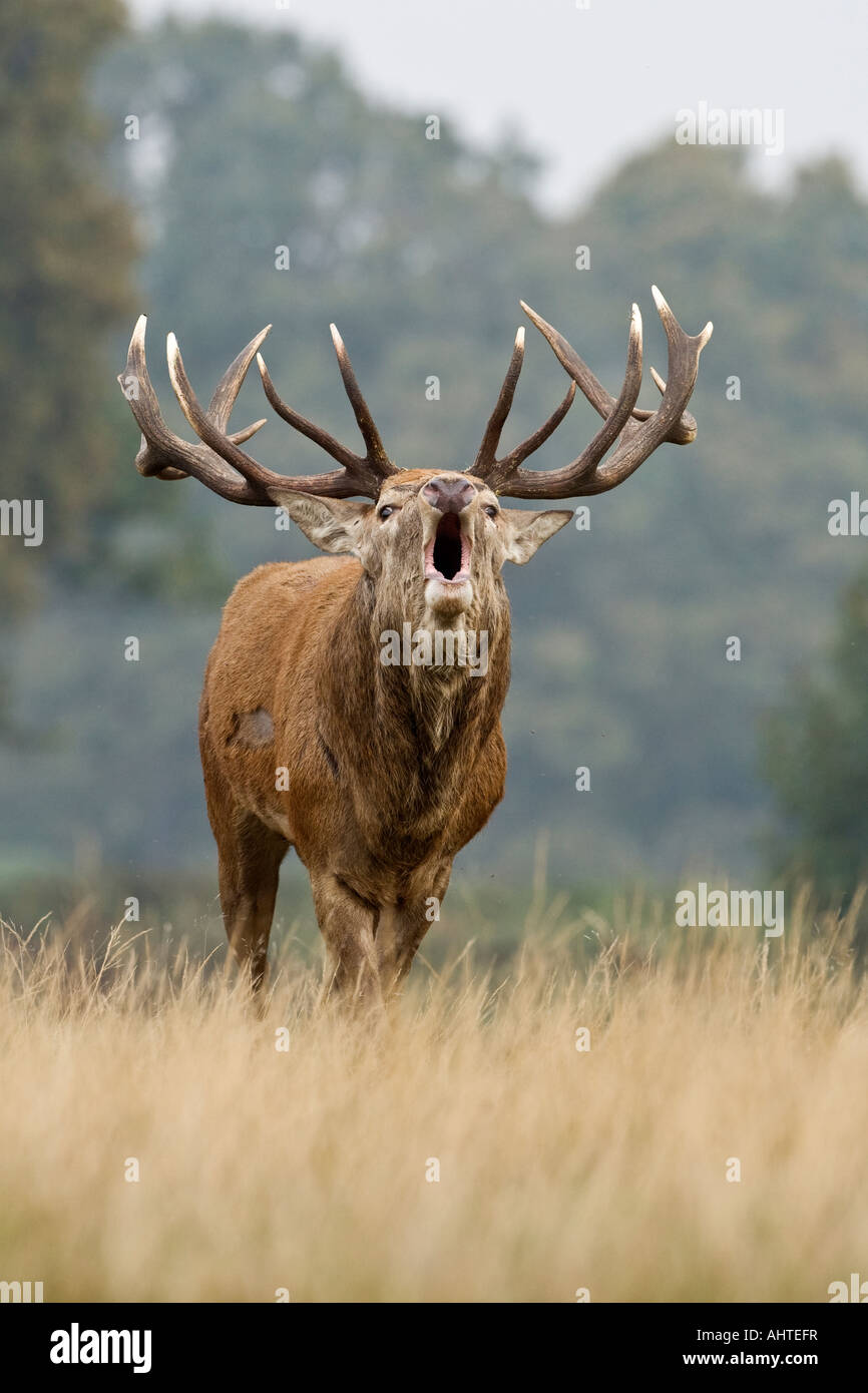 Rothirsch Cervus Elaphus Hirsch in der Brunft Saison Richmond Park in London brüllen Stockfoto