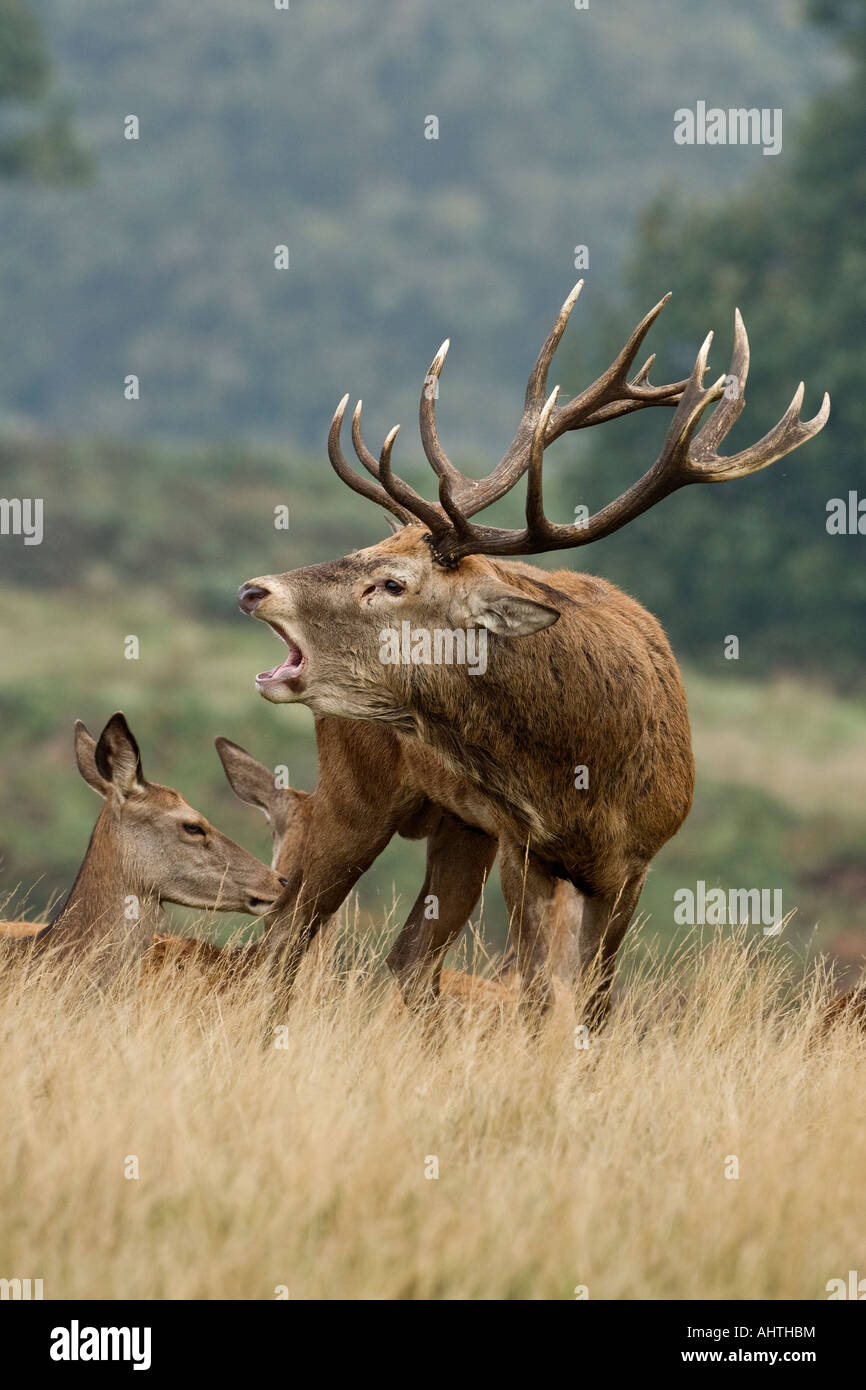 Rothirsch Cervus Elaphus Hirsch mit Hinds brüllend in der Brunft Saison Richmond Park in London Stockfoto