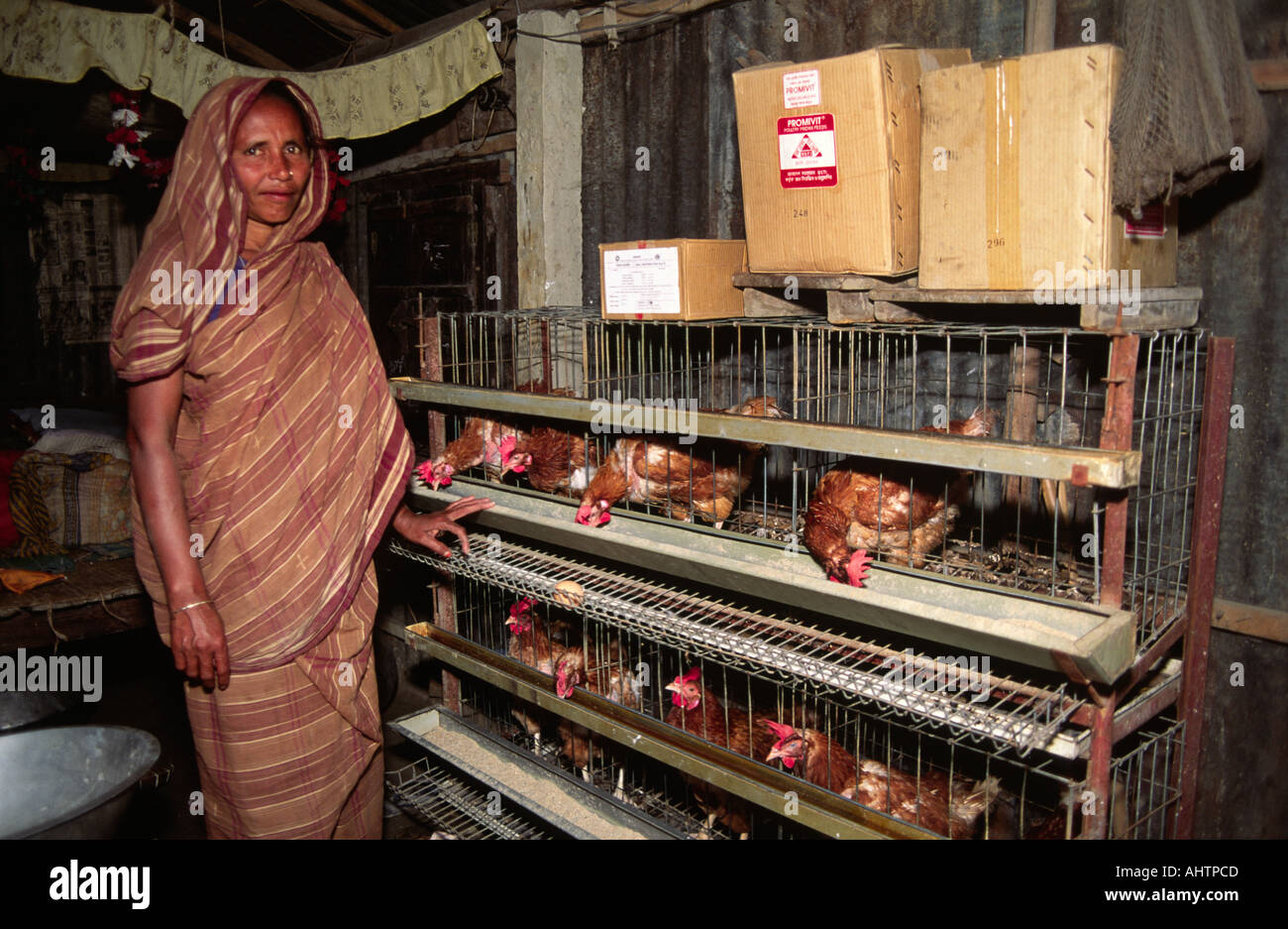 Frau aus einer Frauenkooperative, die Hühner auf einem Einkommensgenerierungssystem aufzucht. Bangladesch Stockfoto