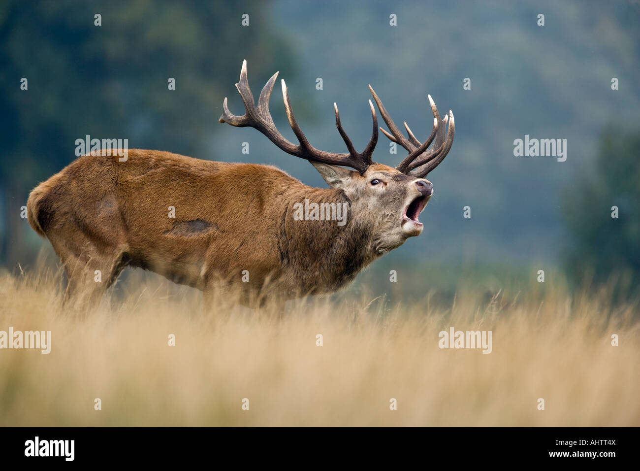 Rothirsch Cervus Elaphus Hirsch in der Brunft Saison Richmond Park in London brüllen Stockfoto