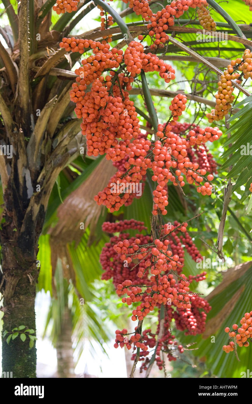 Früchte der gekräuselten Fan Leaf Palm Vanuatau Fächerpalme Palas Payung Licuala Grandis Eingeborener nach Australien Stockfoto