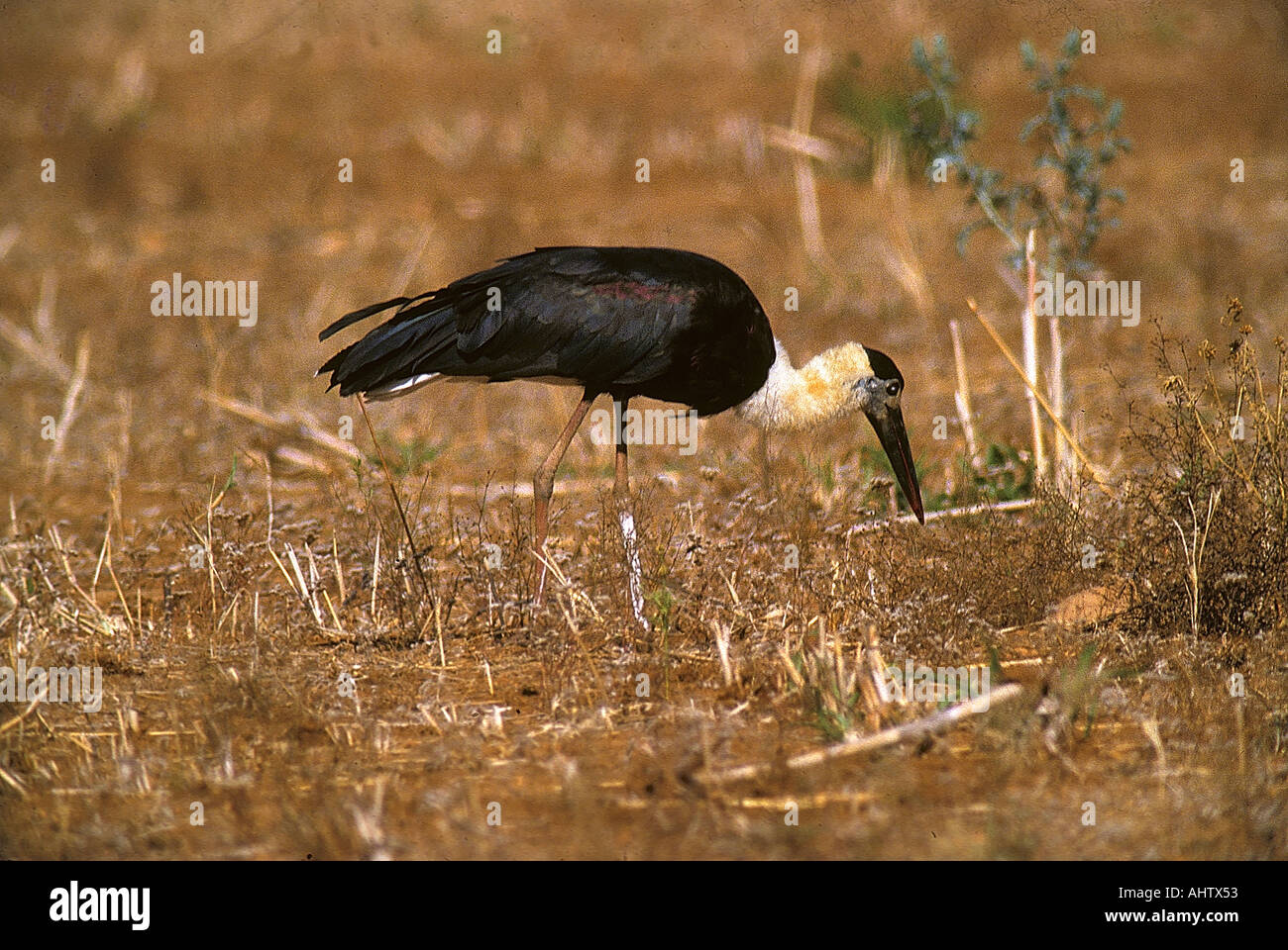 SNA71933 White Necked Storch Ciconia Episcopus Periyar-Wildschutzgebiet Kerala Indien Stockfoto