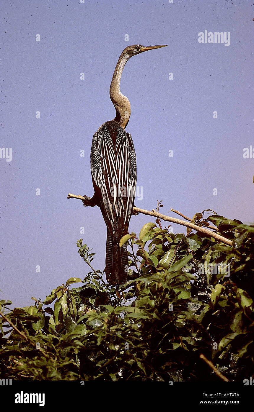 SNA71935 Darter oder Schlange Vogel sitzt auf einem Baum Zweig Anhinga Melanogaster Ranganthitoo Bird Sanctuary Karnataka Indien Stockfoto