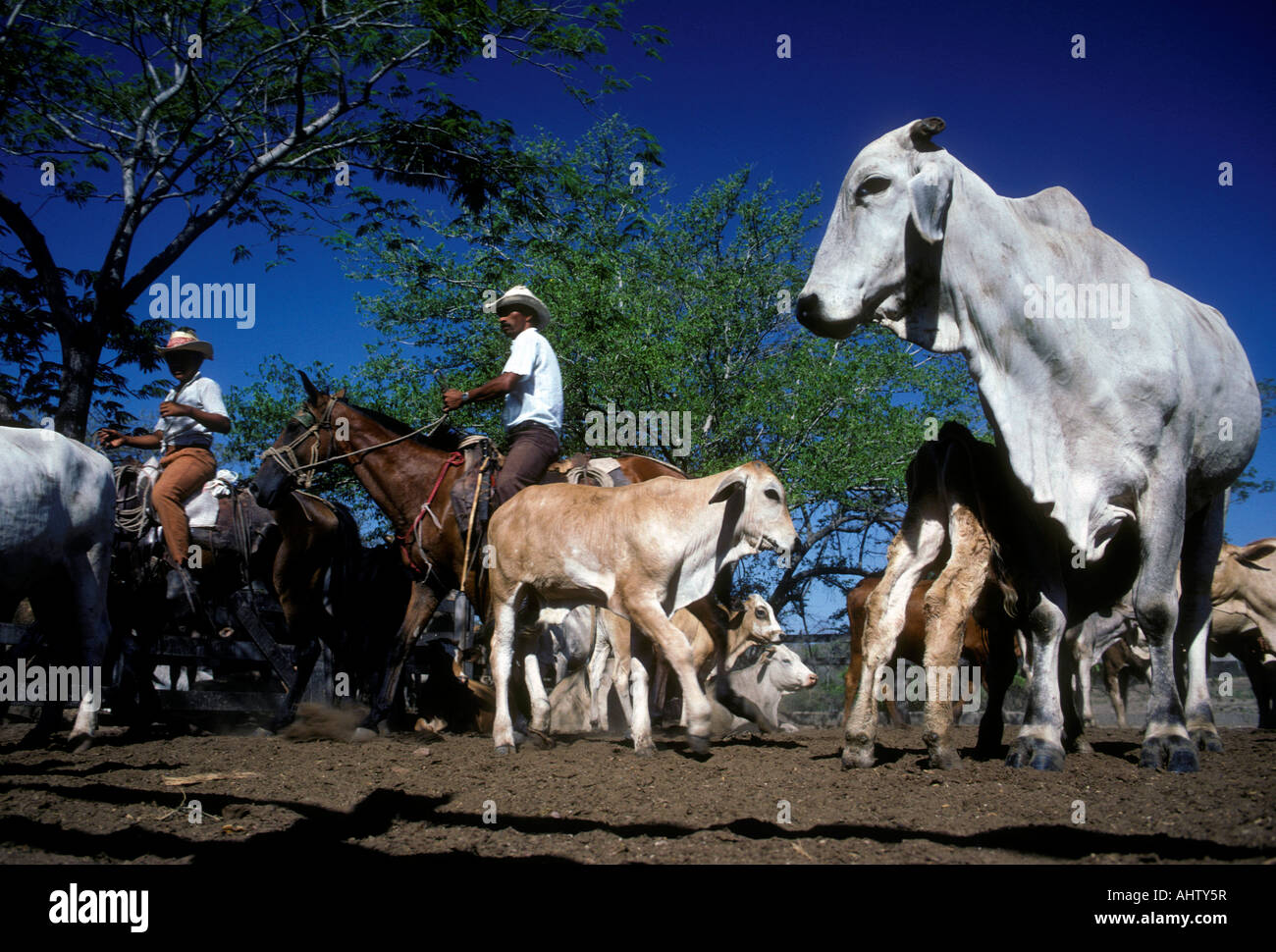 Costa Ricaner, Costa Rica Cowboys, Cowboys, Vater und Sohn, Herding herding Kühe, Rinder, Rinder Ranch, canas, Provinz Guanacaste, Costa Rica Stockfoto