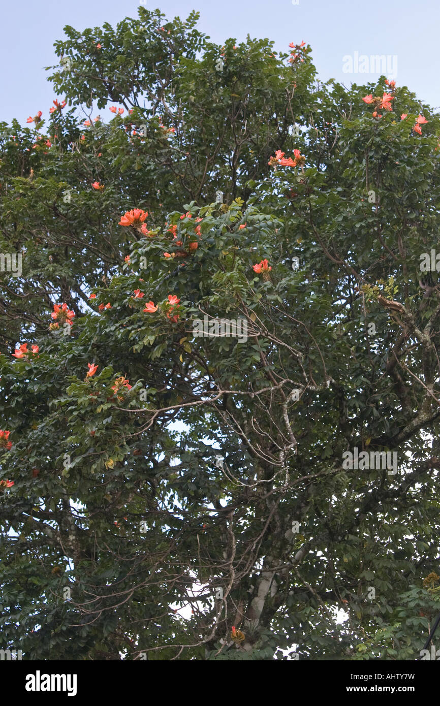 Spathodea Campanulata bekannt als African Tulip Baum, Brunnen, Flamme des Waldes oder Nandi Flamme. Stockfoto