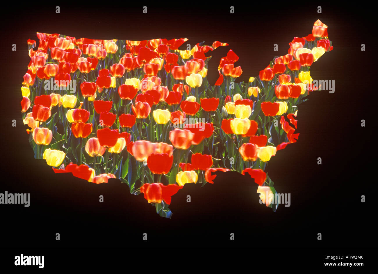 Spezialeffekte-Überblick über das Festland der Vereinigten Staaten mit Tulpen Stockfoto
