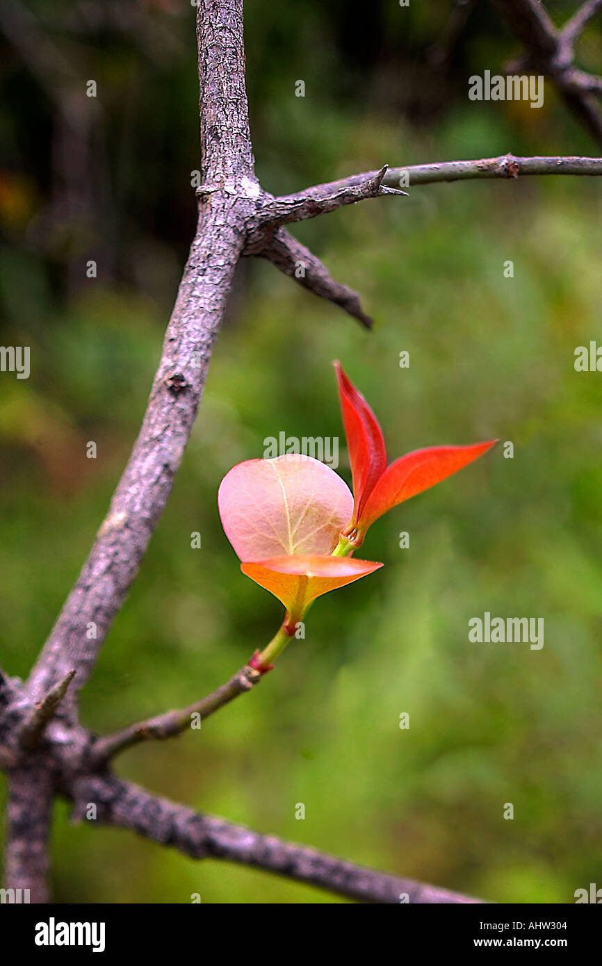 AAD 91612 Geburt des Pflanzenblattes frische rote Farbe Farbe Blätter sprießen Leben auf einem Baum Ast Zweig vertikale Stockfoto