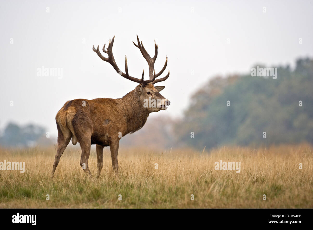 Rothirsch Cervus Elaphus Hirsch stehend Warnung in der Brunft Saison Richmond Park in London suchen Stockfoto