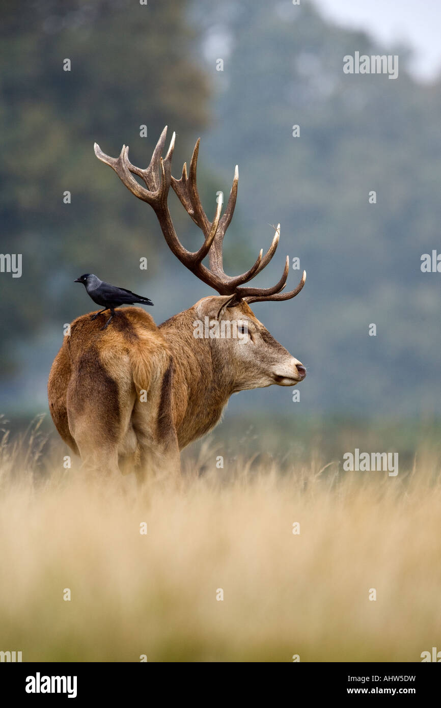 Rothirsch Cervus Elaphus Hirsch stehend Warnung mit Dohle stehend am hinteren Richmond Park London suchen Stockfoto