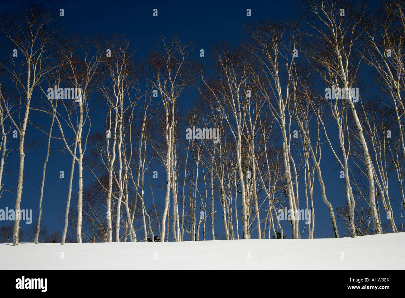 Bäume im Schnee Japan Stockfoto