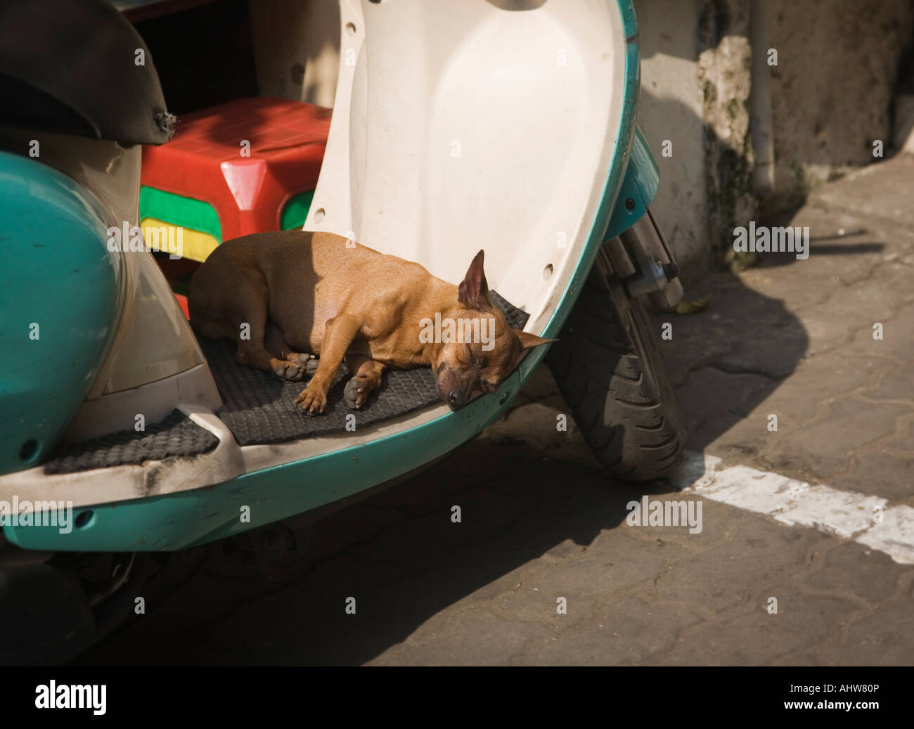 Hund schläft auf einem Motorrad im Old Quarter Hanoi Vietnam Stockfoto