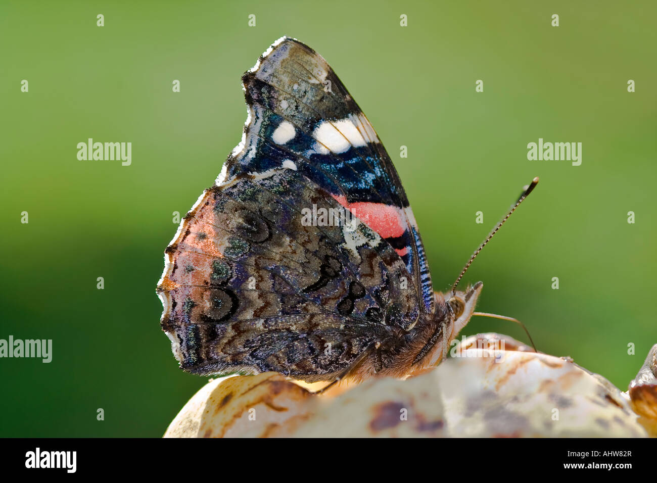 Schmetterling im Gegenlicht Stockfoto