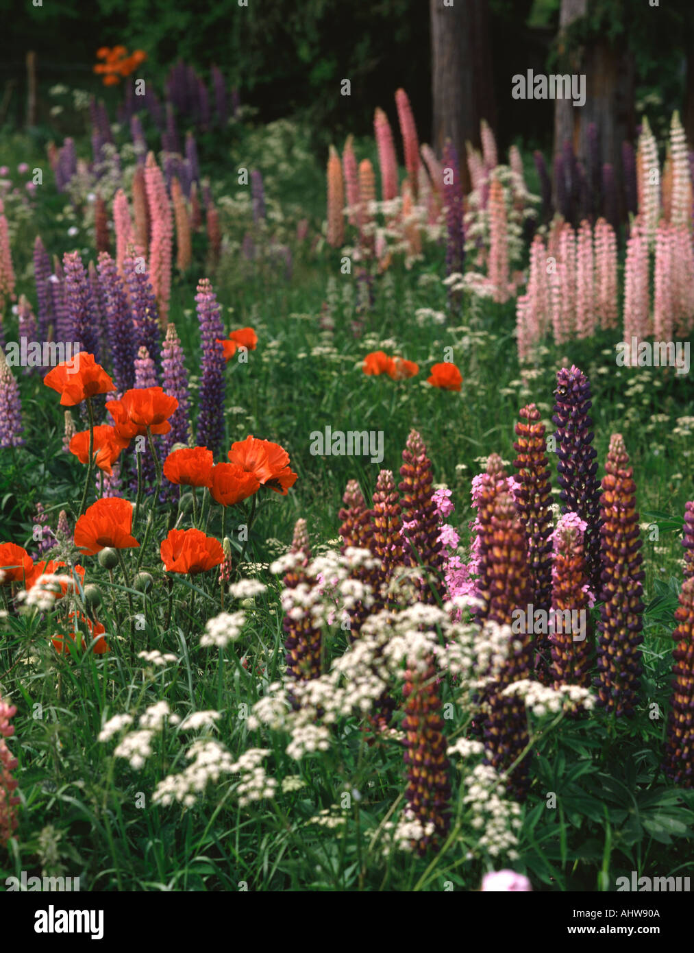 UK-wilde Blumen Mohn und Lupinen Stockfoto