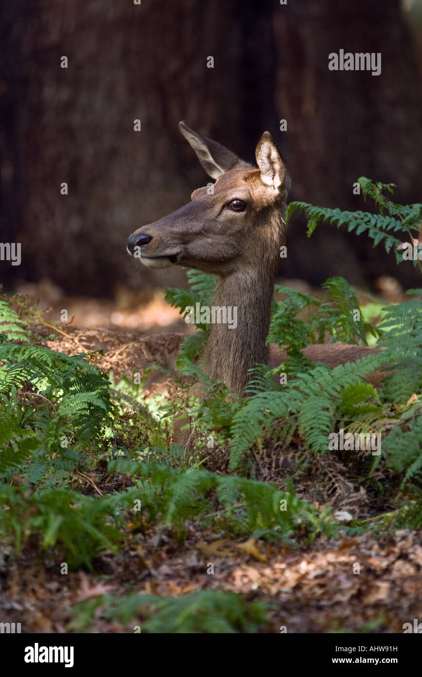 Rothirsch Cervus Elaphus Hind in Waldlichtung alert Richmond Park in London suchen Stockfoto