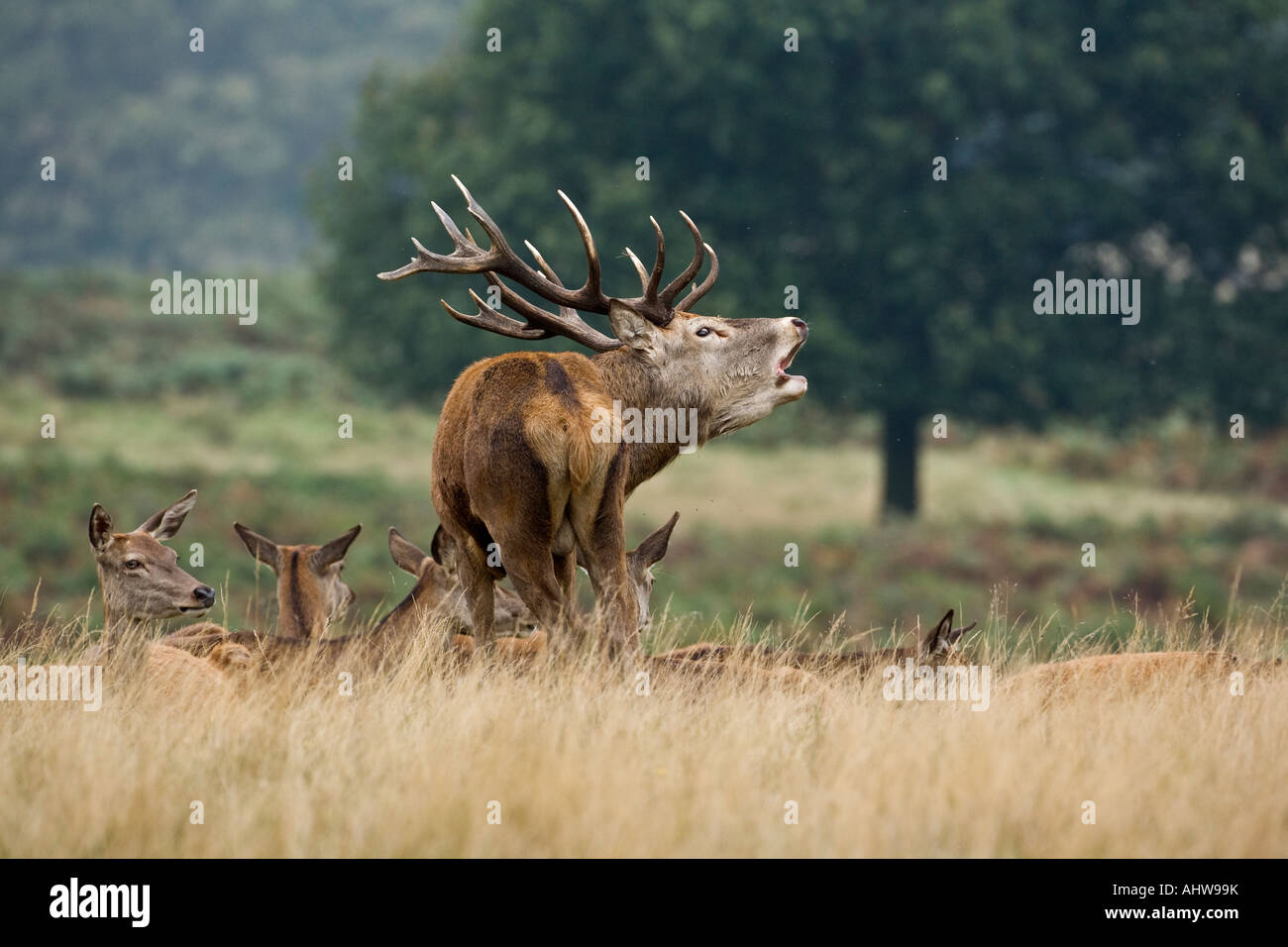 Rothirsch Cervus Elaphus Hirsch in der Brunft Saison Richmond Park in London brüllen Stockfoto