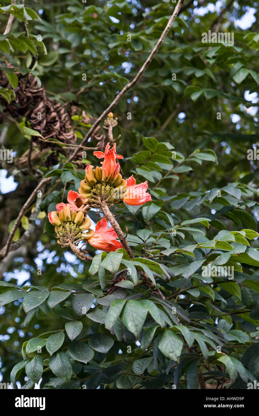 Spathodea Campanulata bekannt als African Tulip Baum, Brunnen, Flamme des Waldes oder Nandi Flamme. Stockfoto