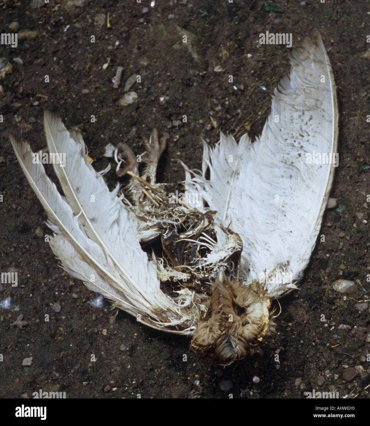 Überreste der Toten Schleiereule Tyto alba Stockfoto